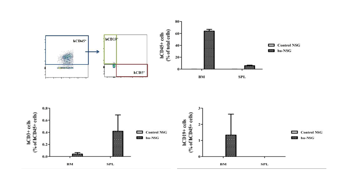 Human cell reconstitution of NSG mice transplanted with hCD34+ cells.