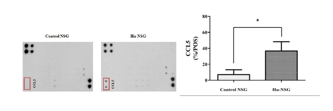 Human cytokine changes in blood of hu-NSG mice