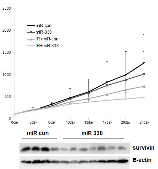 miR-338-5p의 식도암 mouse model에서의 기능 확인