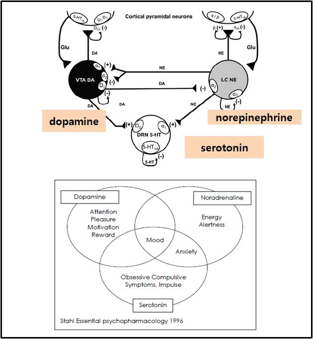 serotonin (세로토닌) neuron, norepinephrine (노르에피네프린) neuron 및 dopamine(도파민) neuron 의 상관관계