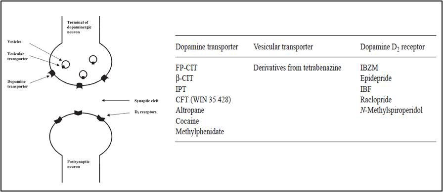 nigrostriatal dopaminergic cell 과 postsynaptic cell 의 모식도 및 흔히 사용되는 radioligand