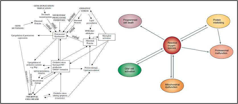 신경퇴행 (neurodegeneration)에서 미토콘드리아, 산화 스트레스 및 proteasome 의 역할