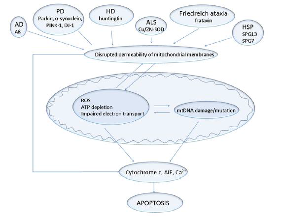 신경퇴행성 질환에서의 미토콘드리아의 역할