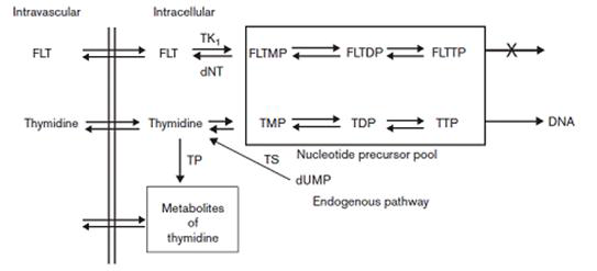 Comparison of thymidine and FLT