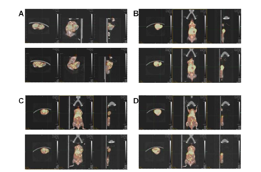 CD-20 발현 종양 모델의 시간에 따른 소동물용 PET 촬영 결과
