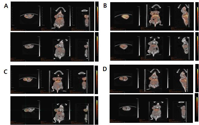 CD-20 발현 종양 모델의 시간에 따른 소동물용 PET 촬영 결과