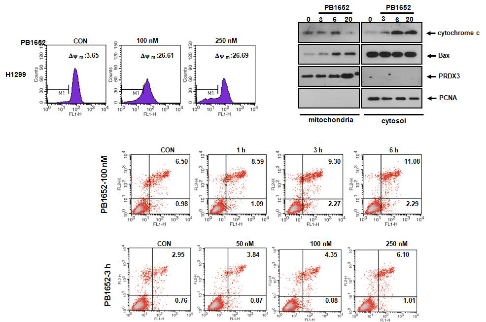 PB1652에 의한 미토콘드리아를 통한 세포사멸 효과