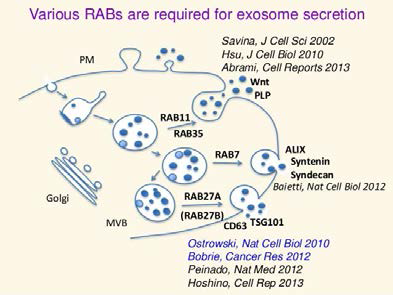 Rab27a에 의한 exosome 분비 조절