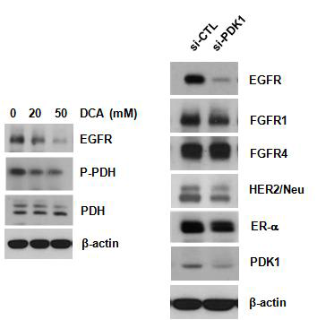 DCA에 의한 EGFR 단백질 감소 효과