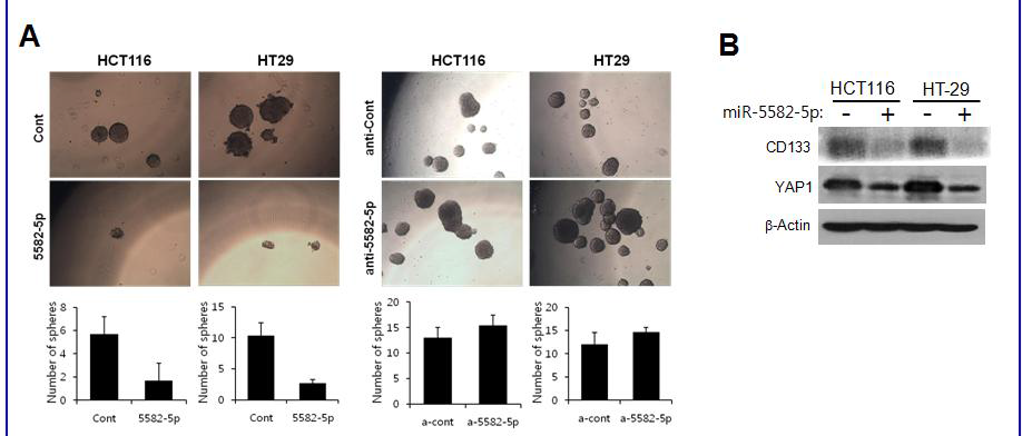 miR-5582-5p의 암줄기세포활성 조절기능 검증