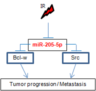 방사선조절 miR-205의 Bcl-w와 Src발현을 억제하여 암화과정 및 전이기작 억제