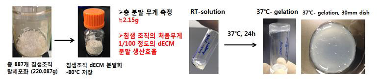 3D 세포 배양이 가능한 침샘 dECM-hygrogel 생산 : 탈세포화 후 분말화 및 pepsin 용해 후 sol to gel 이 가능한 침샘 dECM-hydrogel 생산 프로토콜 확립