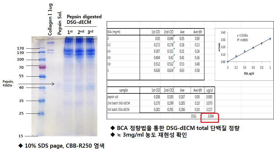 Commassie Blue-R250 염색 및 BCA 정량법을 통한 총 단백질 정량
