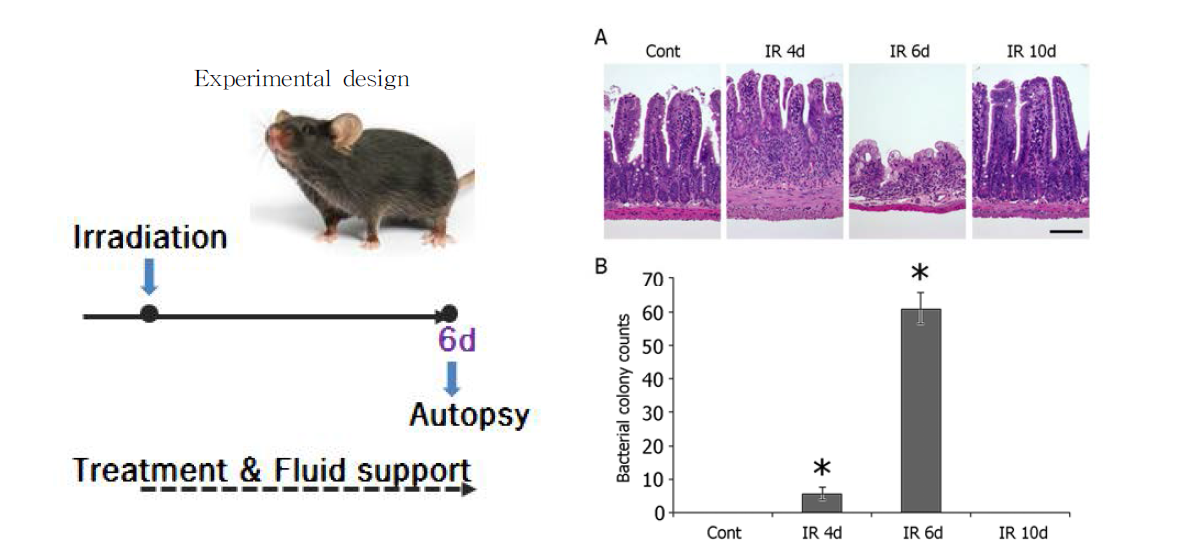 방사선 위장관 증후군 마우스 모델에서의 방사선 피폭에 의한 조직학적 변화 및 장내장벽 기능 변화