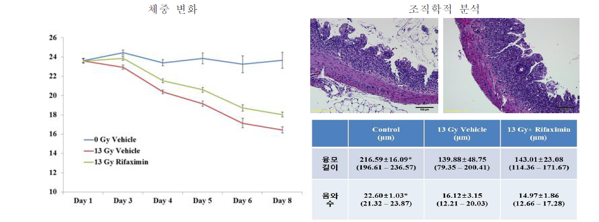 방사선 위장관 증후군 마우스 모델에서의 Rifaximin 투여 효과