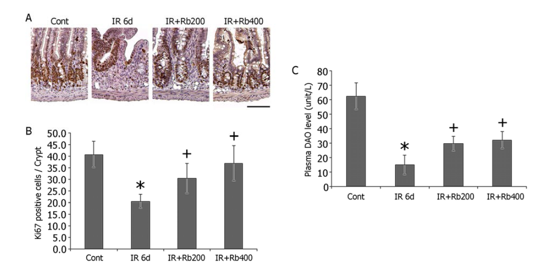Rebamipide 투여에 의한 소장 상피세포 증식 및 회복 분석