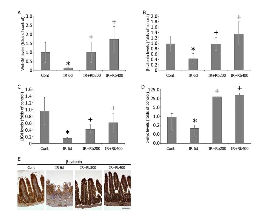 Rebamipide 투여에 의한 소장 Wnt/b-catenin 신호전달 분석