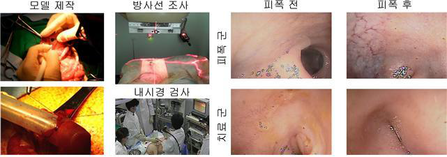 방사선 위장관 증후군 인체유사 중동물 모델에서의 Rebamipide에 의한 장 점막 회복 효과