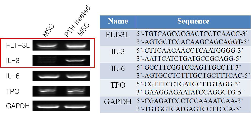 PTH 전처치한 중간엽 줄기세포의 주요 조혈인자 발현변화