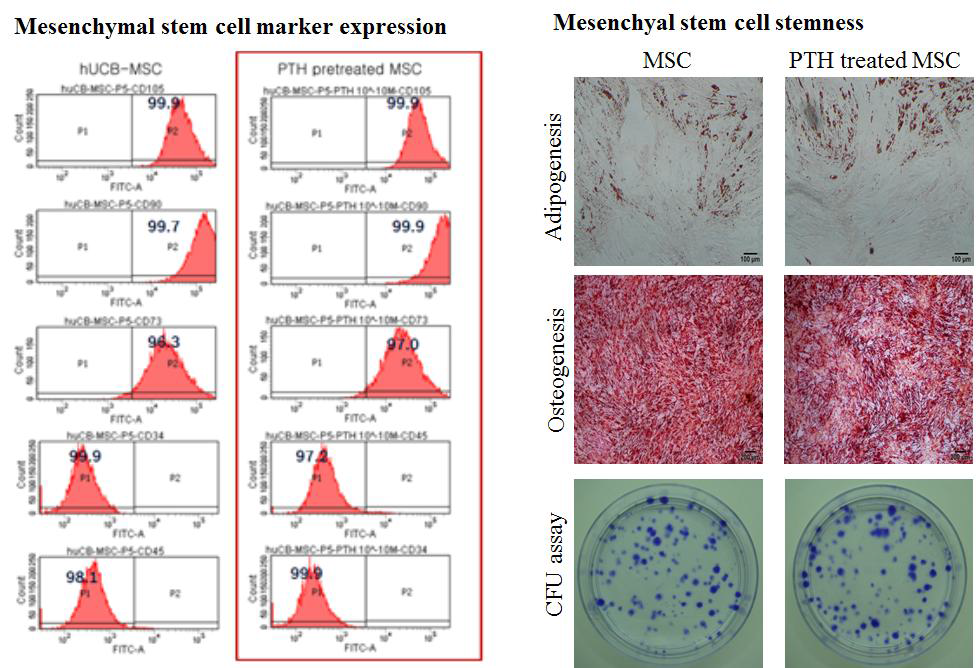PTH 전처치한 중간엽 줄기세포의 줄기세포능 변화