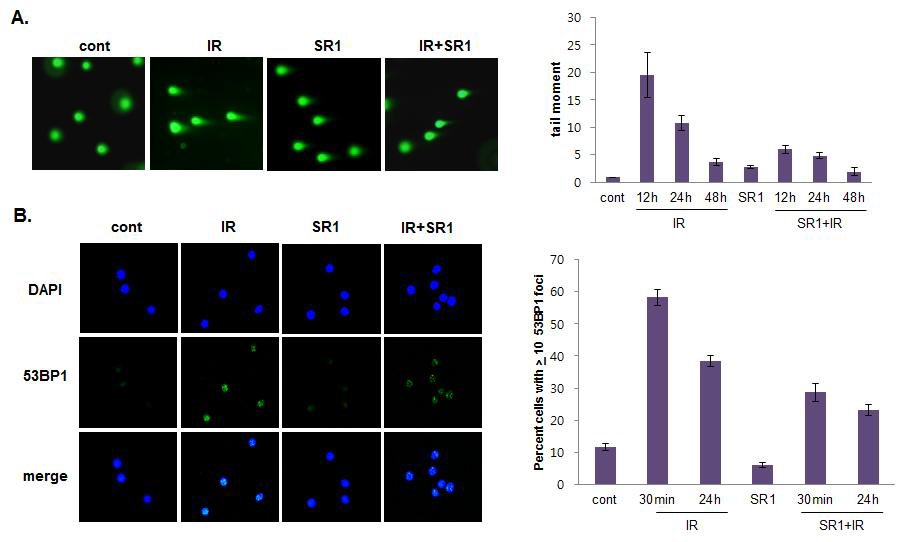 SR1의 방사선 피폭 조혈모세포의 DNA damage에 미치는 영향