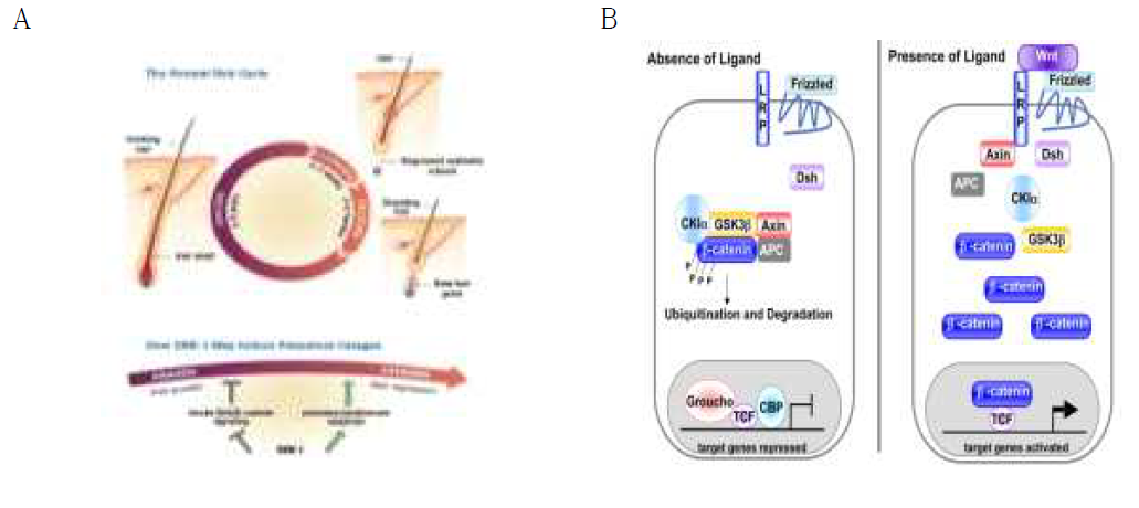 hair growth cycle and DKK-1 (A) 및 Wnt/β-catenin canonical pathway (B)