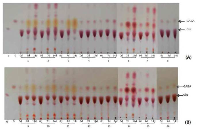 Production of GABA by B a)/^10^04^6471 and L.brevis GABA 100.