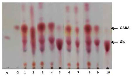 GABA content in the fermentation with different start pH. g, Glutamic acid (Glu); G, GABA； 1〜10, groups showed in Table 29.