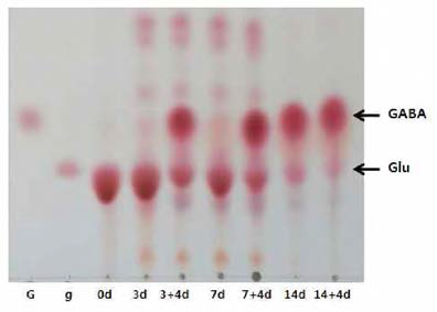 Production of GABA during different fermentation time. G, GABA; g, Glutamic acid (Glu)