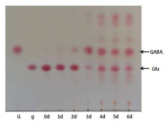 Production of GABA during fermentation. g，Glutamic acid (Glu); G，GABA.