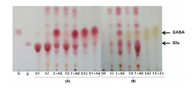 GABA content of each group.