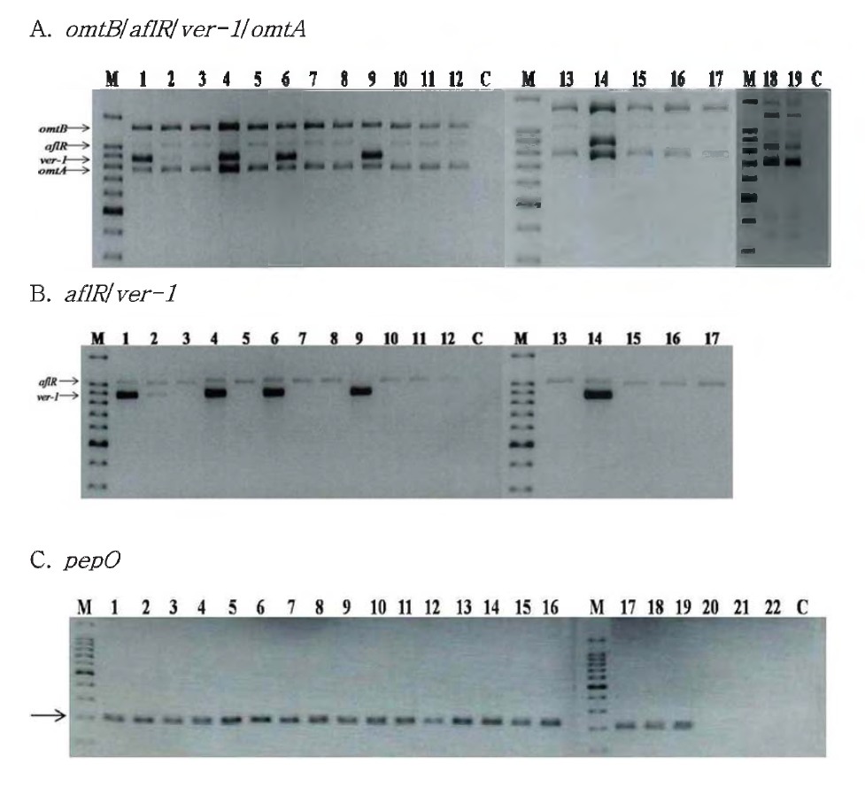 Multiplex PCR analysis for the detection of aflatoxin from strains