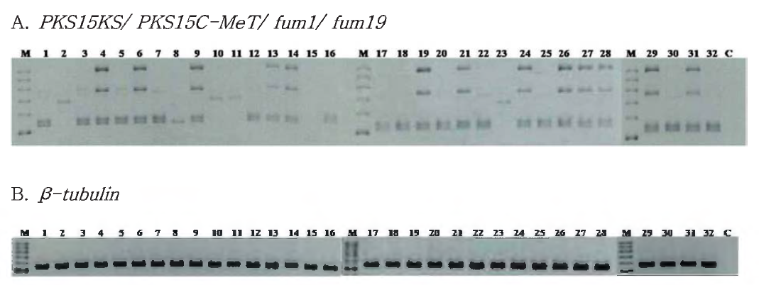 PCR and HPLC analysis for the detection of ochratoxin and fumonisin from A. niger aggregates