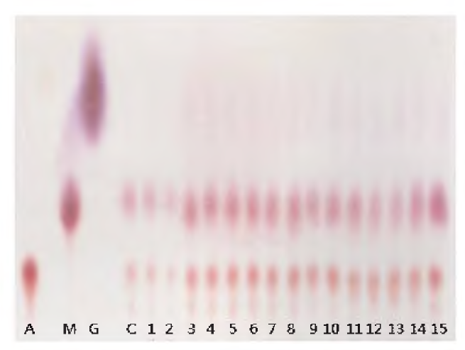 다시마 열수추출 조건별 glutamic acid 추출 비교 Lane A, Aspartic acid 1%；Lane M, MSG 1%; Lane G, GABA 1%; C, control