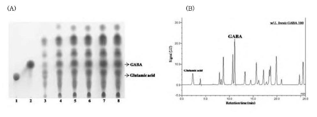 GABA production on scaled-up fermentation