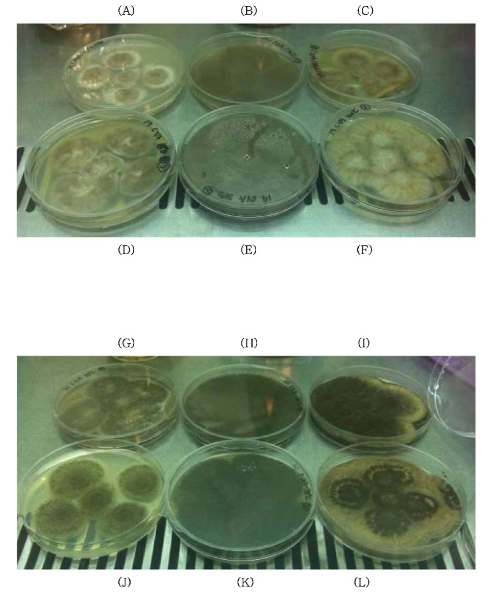 Growth of hypha in various temperature and media for 30 days