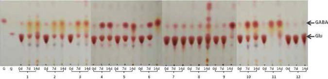 Production of GABA by AorAzae 46471 and GABA 100.