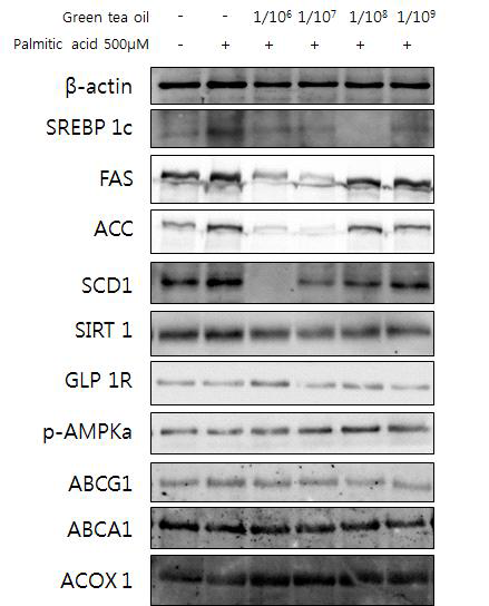 녹차 지방 추출물에 따른 간세포 지방 합성 관련 효소의 발현 차단 효과
