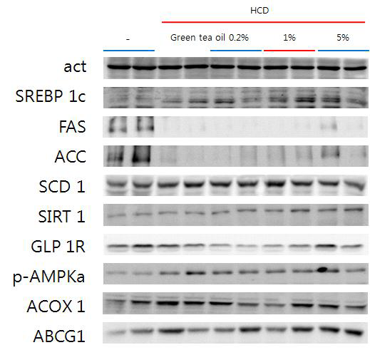녹차 지방 추출물에 따른 간조직에서 지방 합성 관련 효소의 발현