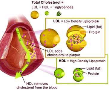 지단백질에 의한 콜레스테롤 운반 기전