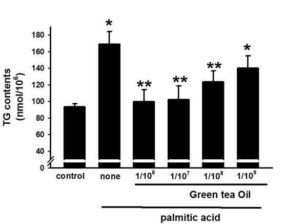 간세포에서 Green tea oil의 palmitic acid에 의한 triglyceride 함량