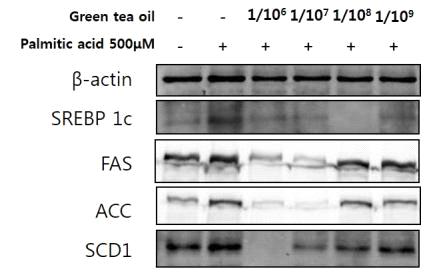 간세포에서 Green tea oil의 palmitic acid에 의한 지방 합성 관련 단백질 차단 효과.