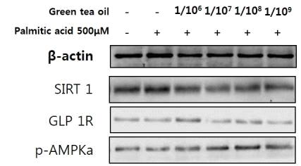 간세포에서 Green tea oil의 palmitic acid에 의한 sirt-1, GLP-1R 및 AMPK의 활성에 대한 차단 효과.