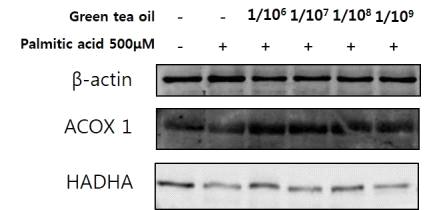 간세포에서 Green tea oil의 palmitic acid에 의한 지방산 베타 산화 관련 단백질의 발현 변화.