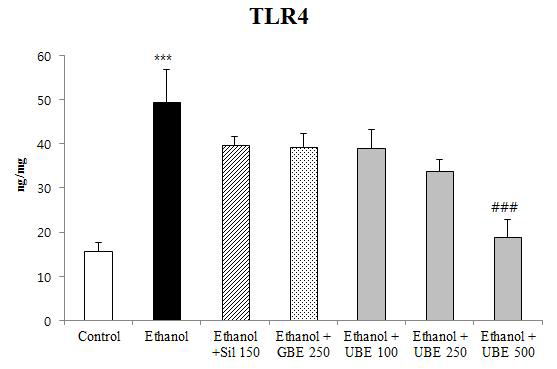 간 TLR4 단백질 발현량