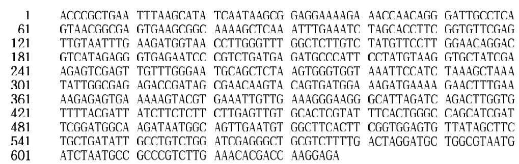 26S rDNA gene sequence of Wickerhamomyces anomalus Y58