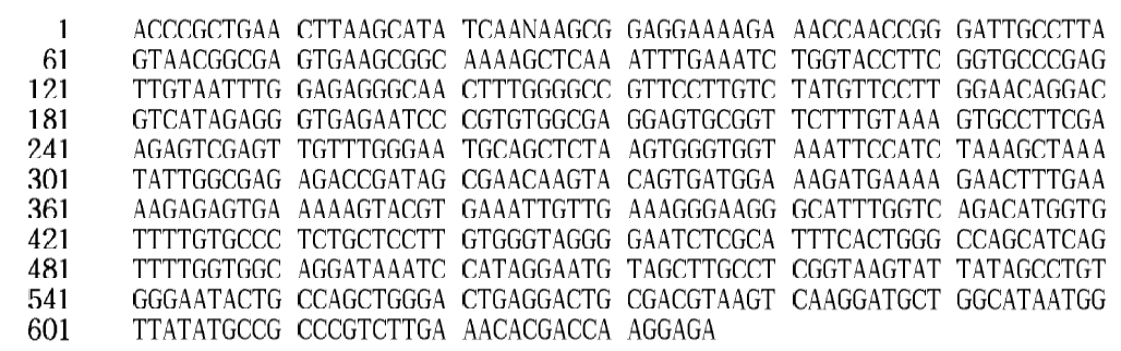 26S rDNA gene sequence of Saccharomyces cerevisiae Y78