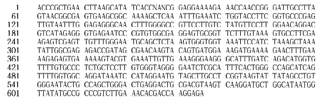 26S rDNA gene sequence of Saccharomyces cerevisiae Y81