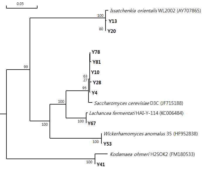 26S rDNA gene sequence of Lachancea fermentati Y67