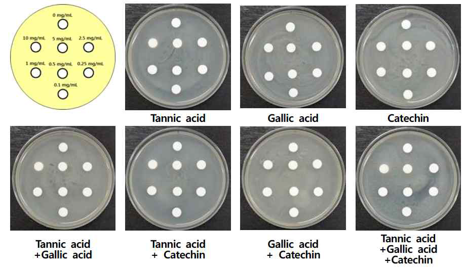 Tolerance of Y27 according to concentration of tannic acid, gallic acid and catechin